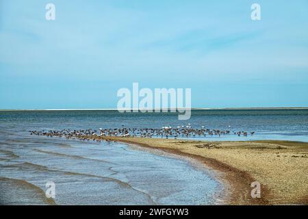 Migrating limicolae (stints, dunlin and curlew sandpiper predominate) on coast of Arabatskaya Strelka, Lake Sivash. May stop-overs Stock Photo