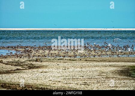 Bird stop-over. Dunlin (Calidris alpina), curlew sandpiper (C. ferruginea), sandwich tern (Thalasseus sandvicensis) slender-billed gull (Larus genei), Stock Photo