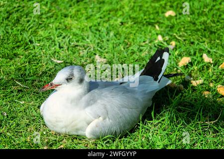 Sick seagull sits on the lawn of the city Stock Photo