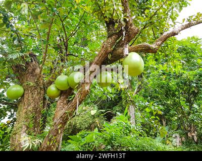 calabash tree, krabasi, kalebas, huingo (Crescentia cujete), fruits on a tree Stock Photo