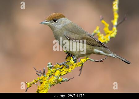 blackcap, Eurasian blackcap (Sylvia atricapilla), female perching on a lichened twig, side view, Italy, Tuscany, Vaglia; Sesto Fiorentino Stock Photo