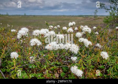 Wild Rosemary, Marsh Labrador tea, northern Labrador tea (Ledum palustre, Rhododendron tomentosum, Rhododendron palustre), blooming in a mire, Finland Stock Photo