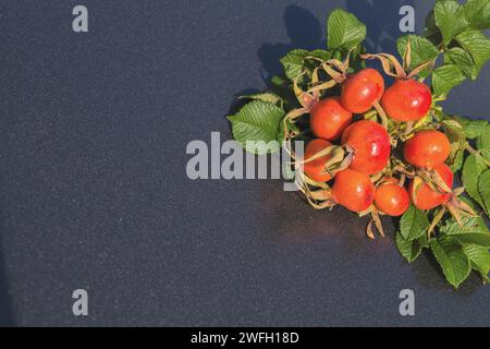 Rugosa rose, Japanese rose (Rosa rugosa), rose hips on black background Stock Photo