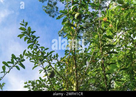 calabash tree, krabasi, kalebas, huingo (Crescentia cujete), fruits on a tree Stock Photo