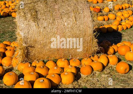 various pumpkins on sale Stock Photo