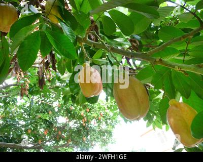 ackee, acki, akee, ackee apple (Blighia sapida), fruits on the tree, Jamaica Stock Photo