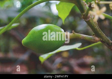 papaya, papaw, paw paw, mamao, tree melon (Carica papaya), young fruit on a tree Stock Photo