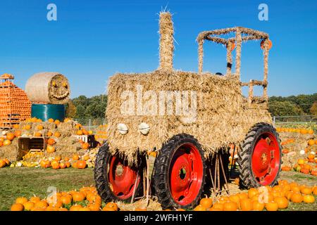 various pumpkins on sale Stock Photo