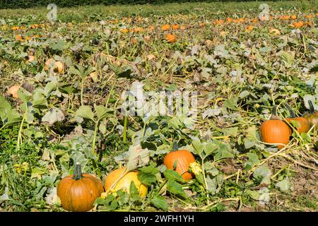 marrow, field pumpkin (Cucurbita pepo), pumpkins on a field, Germany Stock Photo