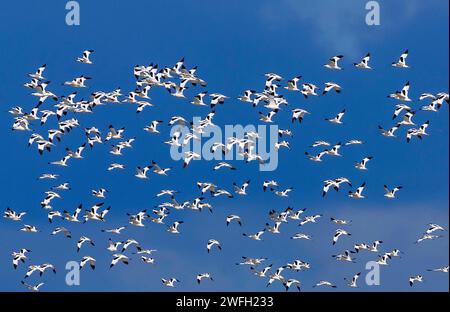 pied avocet (Recurvirostra avosetta), large swarm flies in the sky, Netherlands, Frisia Stock Photo