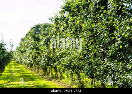 European plum (Prunus domestica), Plum orchard Stock Photo