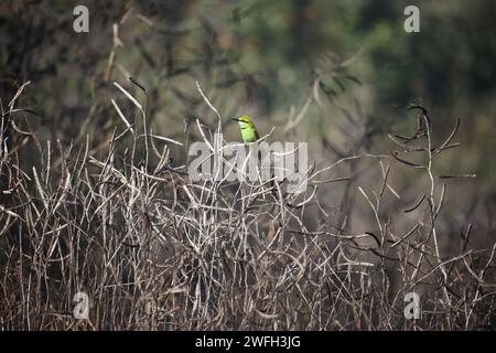 Asian green bee eaters hunting for insects Stock Photo