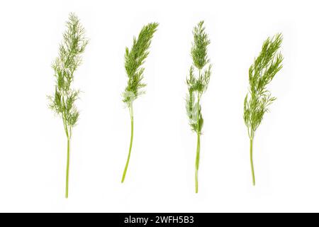 dill branches isolated on white background Stock Photo