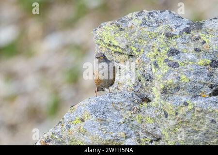 An Alpine Accentor standing on a rock, summer in South Tyrol (Italy) Stock Photo