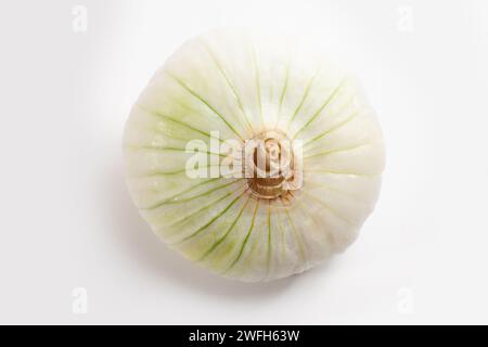 white onion isolated on white background Stock Photo
