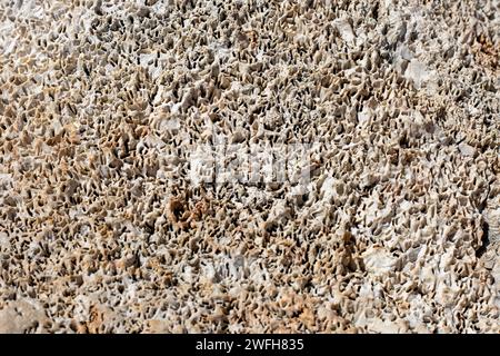 texture of seaside stone with wormholes Stock Photo