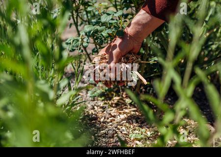 Gardener mulching summer garden with shredded wood mulch. Man puts sawdust and leaves around roses plants on flowerbed. Soil moisture protection. Weed Stock Photo
