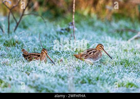 Common Snipe, Gallinago gallinago, feeding birds on frost marshes Stock Photo