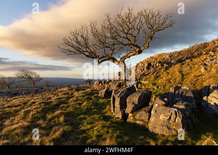Lone Hawthorn Tree on Twisleton Scar End, above Ingleton, Yorkshire Dales, North Yorkshire, UK Stock Photo