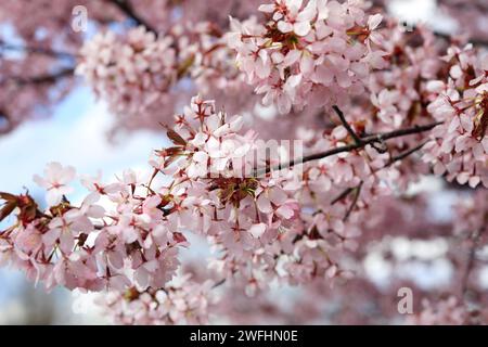 Close up of Cherry tree flowers, Prunus spp, in the spring. Photographed in Finland. Stock Photo