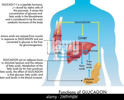 Medical illustration of Glucagon functions, with annotations. Stock Vector