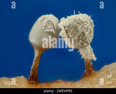 Partly mature slime mould sporocarp (fruting body) from Arcyria sp. (possibly A, cinerea). From bark culture collected from south-western Norway. Stock Photo