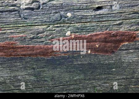 Phellinus ferrugineofuscus, a resupinate polypore fungus from Finland, no common English name Stock Photo