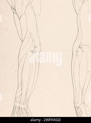 Upper body with muscles, Jean Augustin Daiwaille, 1820 - 1833 print The ...