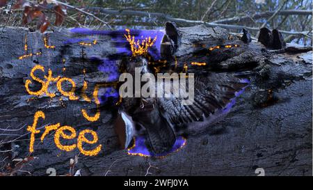 A buzzard on the trunk of a tree. Stay free written on the bark. Stock Photo