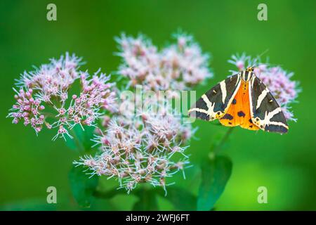 Close up of a Jersey Tiger butterfly, Euplagia quadripunctari, feeding nectar on a flower. this is a a day-flying moth Stock Photo