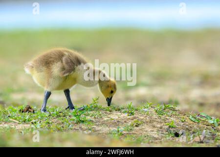 Close-up of a Canada goose Branta canadensis, chick or pullus foraging in a green meadow Stock Photo