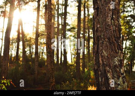 Forest scene bathed in warm tones as the sunlight peeks through the leaves. Great for nature blogs, environmental campaigns, and woodland designs! Stock Photo