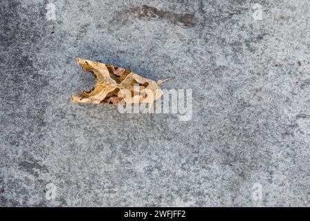 Angle Shades Moth; Phlogophora meticulosa; UK Stock Photo