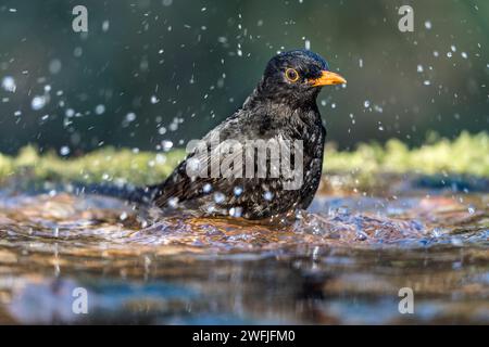 Blackbird; Turdus merula; Male; Bathing; UK Stock Photo