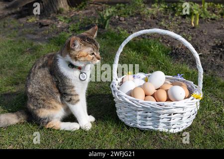 several dozen freshly collected chicken eggs in a wicker basket on the grass, a mixed-colored domestic cat sits nearby. Preparation for Easter. Fluffy Stock Photo