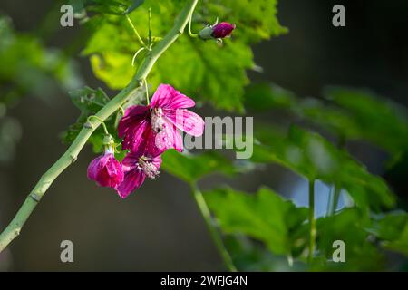 Closeup of red pink flowers, Malva Rosa, Island Mallow, Lavatera Assurgentiflora, blooming in a park with morning dew. Stock Photo