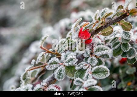 Cotoneaster; In Frost; UK Stock Photo