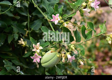 Fruits and flowers of a White Bladderflower (Araujia sericifera ...
