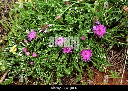 Arzolla (Carduncellus mitissimus or Carthamus mitissimus) is a perennial herb native to north Spain and western France. This photo was taken in north Stock Photo