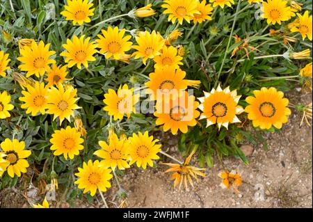 Treasure flower (Gazania linearis or Gazania longiscapa) is a perennial herb native to southern Africa. Chapters detail. Stock Photo