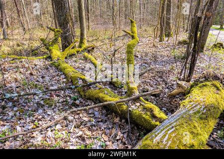 Dead wood covered with moss lying on the forest floor in the spring time Stock Photo
