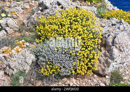Perpetual, perennial or everlasting (Helichrysum stoechas) is an evergreen shrub native to southern Europe, specially in Iberian Peninsula. In the cen Stock Photo