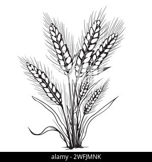 Grains plants and cereal, rye barley and wheat ear spikes. Bakery food concept. Hand drawn sketch vector illustration Stock Vector