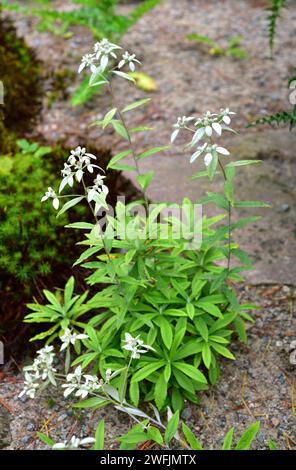 Japanese edelweiss (Leontopodium japonicum) is a perennial herb native to Japan and China. Flowering plant. Stock Photo