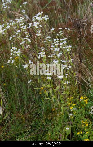 Einjähriges Berufkraut, Einjähriges Berufskraut, Weißes Berufkraut, Feinstrahl, Einjähriger Feinstrahl, Feinstrahl-Berufkraut, Erigeron annuus, annual Stock Photo