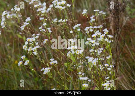 Einjähriges Berufkraut, Einjähriges Berufskraut, Weißes Berufkraut, Feinstrahl, Einjähriger Feinstrahl, Feinstrahl-Berufkraut, Erigeron annuus, annual Stock Photo