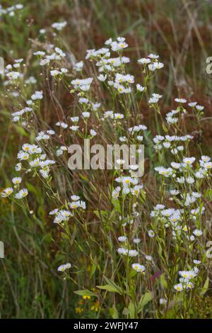 Einjähriges Berufkraut, Einjähriges Berufskraut, Weißes Berufkraut, Feinstrahl, Einjähriger Feinstrahl, Feinstrahl-Berufkraut, Erigeron annuus, annual Stock Photo