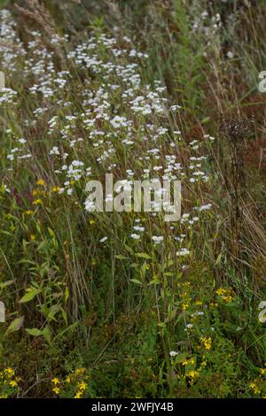 Einjähriges Berufkraut, Einjähriges Berufskraut, Weißes Berufkraut, Feinstrahl, Einjähriger Feinstrahl, Feinstrahl-Berufkraut, Erigeron annuus, annual Stock Photo