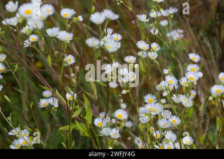 Einjähriges Berufkraut, Einjähriges Berufskraut, Weißes Berufkraut, Feinstrahl, Einjähriger Feinstrahl, Feinstrahl-Berufkraut, Erigeron annuus, annual Stock Photo