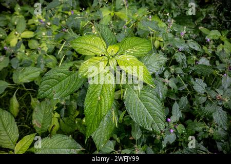 Impatiens parviflora (small balsam, small-flowered touch-me-not) yellow flower in forest Stock Photo